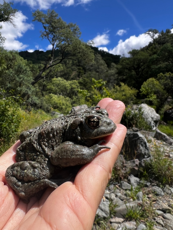 California Toad